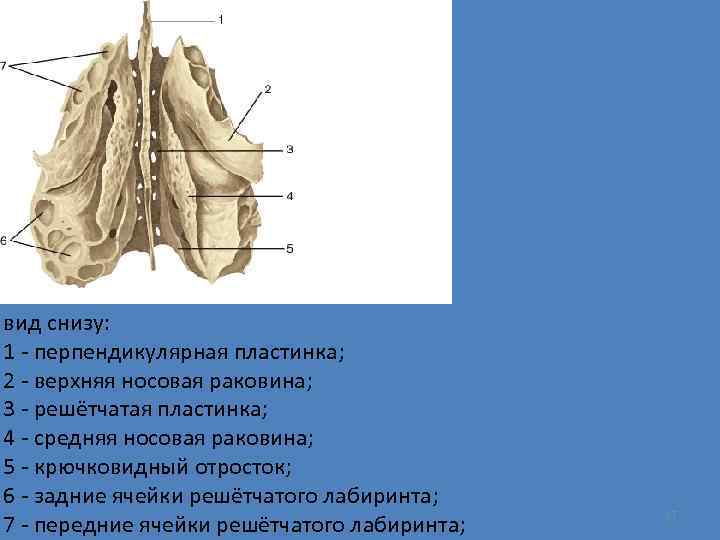 вид снизу: 1 - перпендикулярная пластинка; 2 - верхняя носовая раковина; 3 - решётчатая