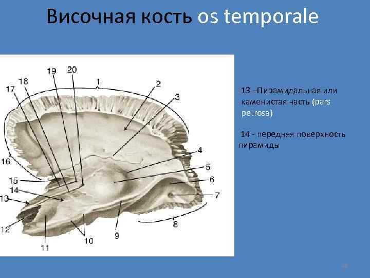 Височная кость os temporale 13 –Пирамидальная или каменистая часть (pars petrosa) 14 - передняя