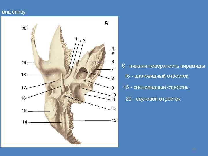 вид снизу 6 - нижняя поверхность пирамиды 16 - шиловидный отросток 15 - сосцевидный