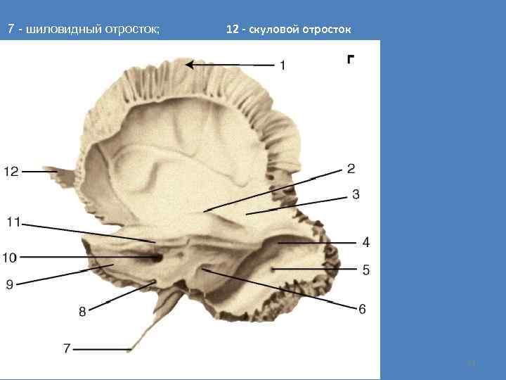 7 - шиловидный отросток; 12 - скуловой отросток 31 