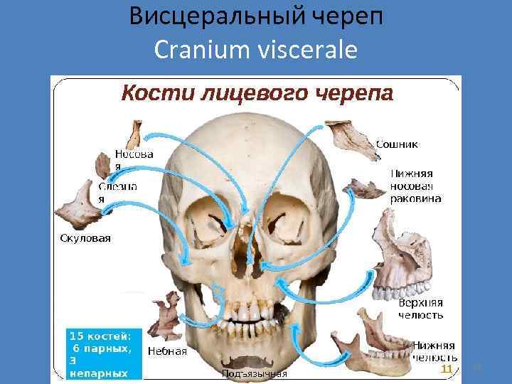 Висцеральный череп Cranium viscerale 32 