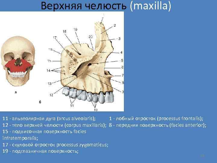 Верхняя челюсть (maxilla) 11 - альвеолярная дуга (arcus alveolaris); 1 - лобный отросток (processus