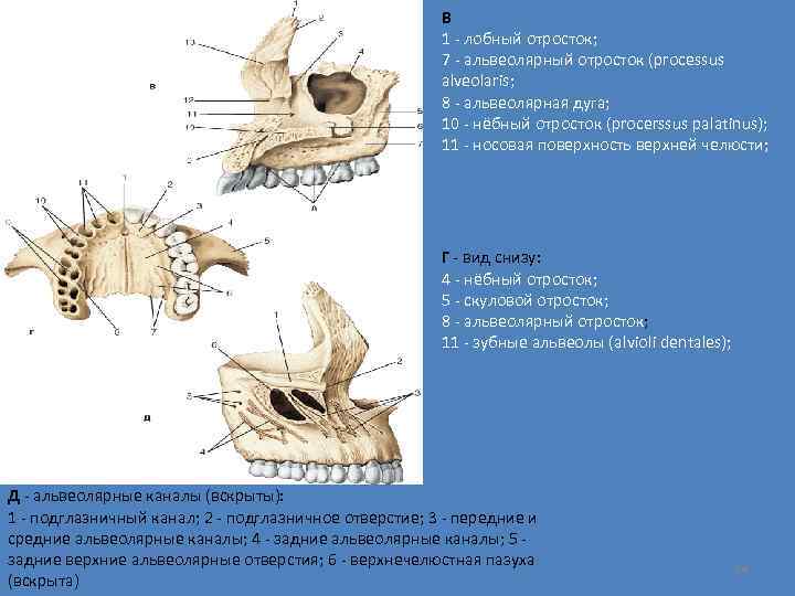 В 1 - лобный отросток; 7 - альвеолярный отросток (processus alveolaris; 8 - альвеолярная