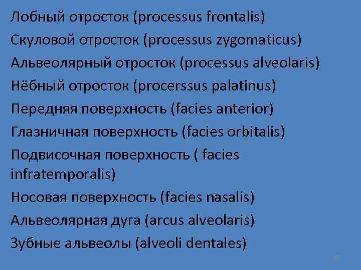 Лобный отросток (processus frontalis) Скуловой отросток (processus zygomaticus) Альвеолярный отросток (processus alveolaris) Нёбный отросток