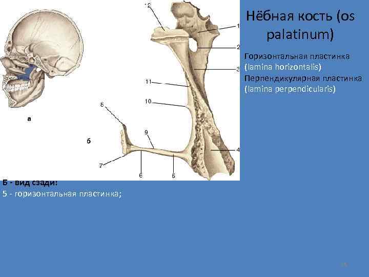 Нёбная кость (os palatinum) Горизонтальная пластинка (lamina horizontalis) Перпендикулярная пластинка (lamina perpendicularis) Б -