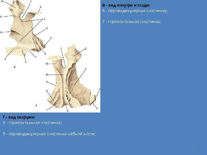 В - вид изнутри и сзади: 4 - перпендикулярная пластинка; 7 - горизонтальная пластинка;