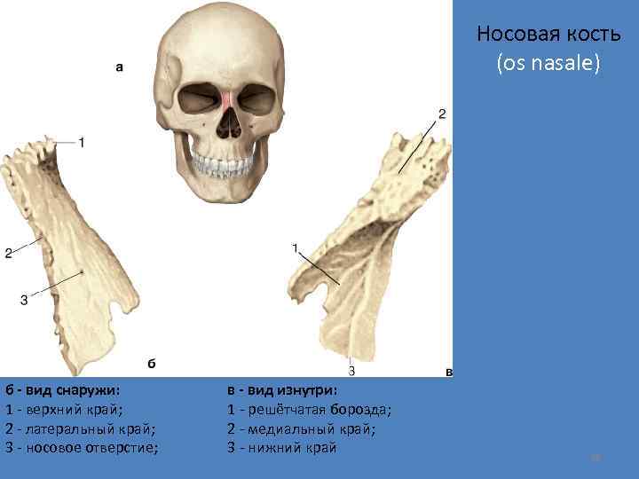 Носовая кость (os nasale) б - вид снаружи: 1 - верхний край; 2 -