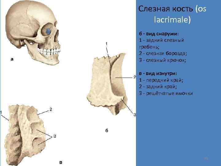 Слезная кость (os lacrimale) б - вид снаружи: 1 - задний слезный гребень; 2