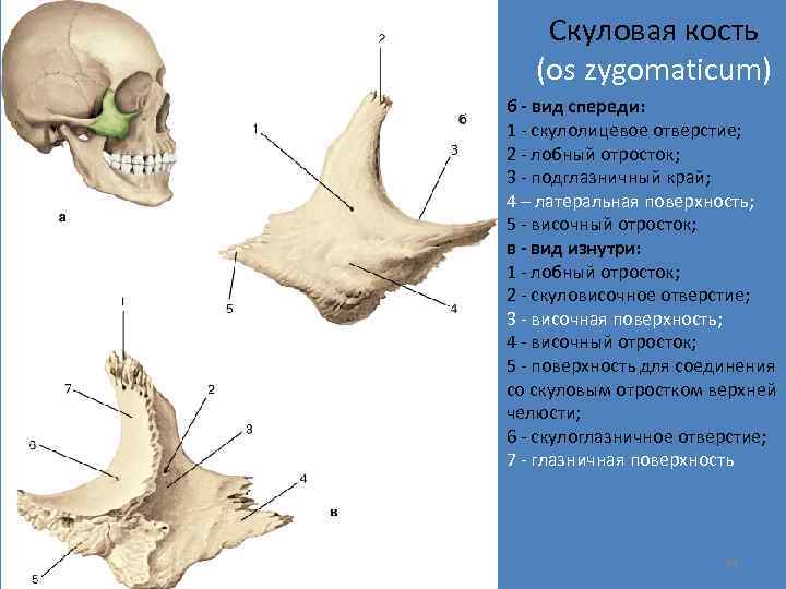 Скуловая кость (os zygomaticum) б - вид спереди: 1 - скулолицевое отверстие; 2 -