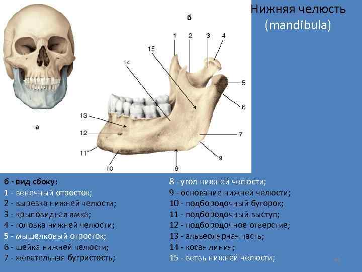 Нижняя челюсть (mandibula) б - вид сбоку: 1 - венечный отросток; 2 - вырезка