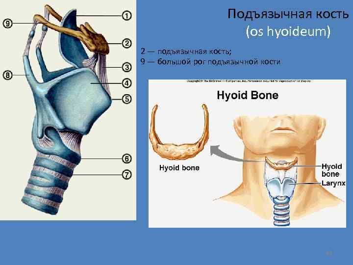 Подъязычная кость (os hyoideum) 2 — подъязычная кость; 9 — большой рог подъязычной кости