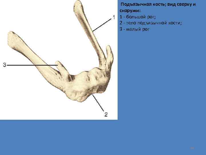 Подъязычная кость; вид сверху и снаружи: 1 - большой рог; 2 - тело подъязычной