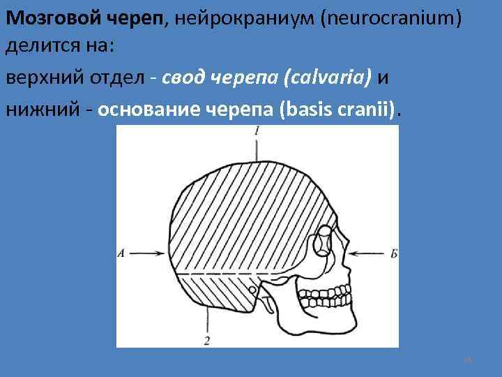 Мозговой череп, нейрокраниум (neurocranium) делится на: верхний отдел - свод черепа (calvaria) и нижний