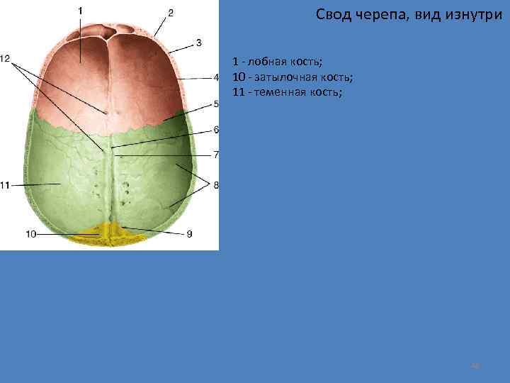 Свод черепа, вид изнутри 1 - лобная кость; 10 - затылочная кость; 11 -