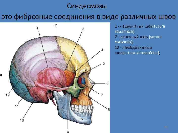 Синдесмозы это фиброзные соединения в виде различных швов 1 - чешуйчатый шов(sutura squamoza); 2