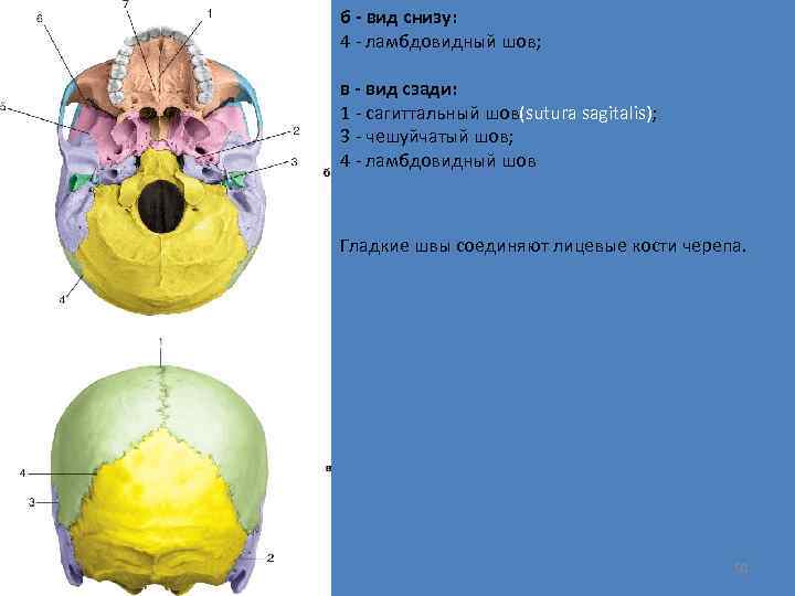 б - вид снизу: 4 - ламбдовидный шов; в - вид сзади: 1 -