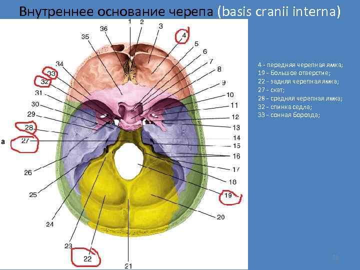 Внутреннее основание черепа (basis cranii interna) 4 - передняя черепная ямка; 19 - большое