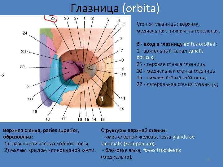 Глазница (orbita) Стенки глазницы: верхняя, медиальная, нижняя, латеральная. б - вход в глазницу aditus