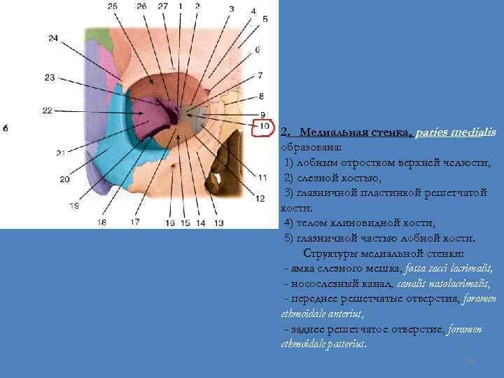 2. Медиальная стенка, paries medialis , образована: 1) лобным отростком верхней челюсти, 2) слезной