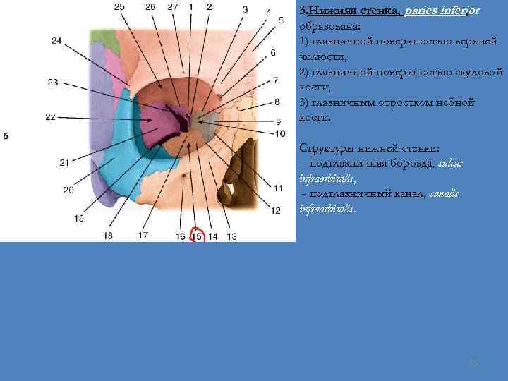 3. Нижняя стенка, paries inferior , образована: 1) глазничной поверхностью верхней челюсти, 2) глазничной