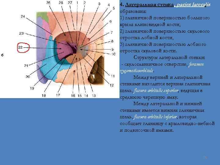 4. Латеральная стенка, paries lateralis , образована: 1) глазничной поверхностью большого крыла клиновидной кости,