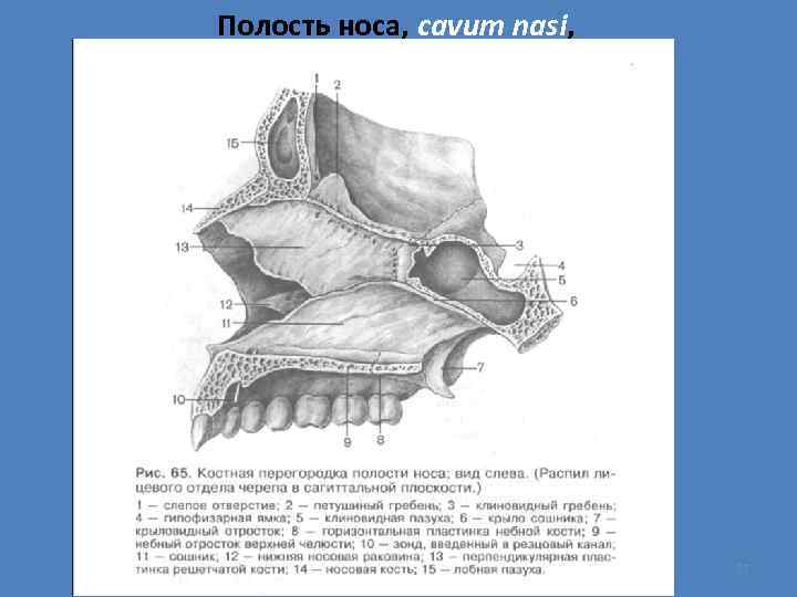 Полость носа, cavum nasi, 57 