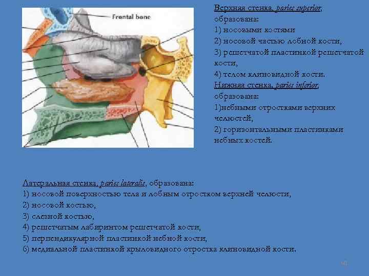 Верхняя стенка, paries superior, образована: 1) носовыми костями 2) носовой частью лобной кости, 3)