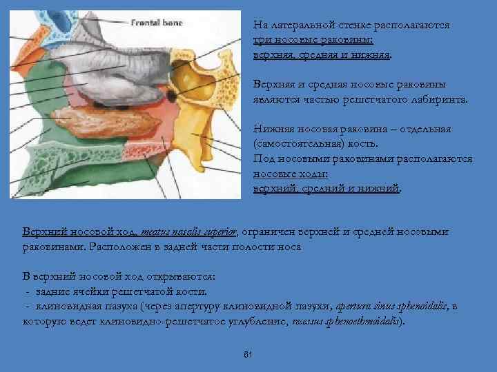 На латеральной стенке располагаются три носовые раковины: верхняя, средняя и нижняя. Верхняя и средняя