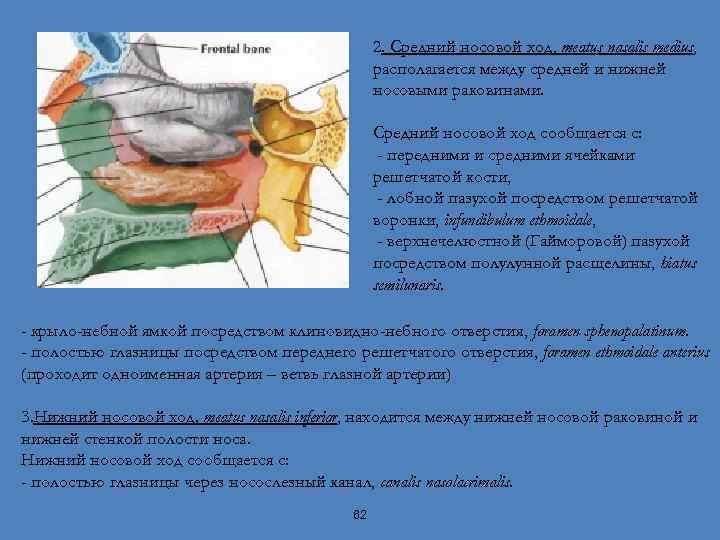 2. Средний носовой ход, meatus nasalis medius, располагается между средней и нижней носовыми раковинами.