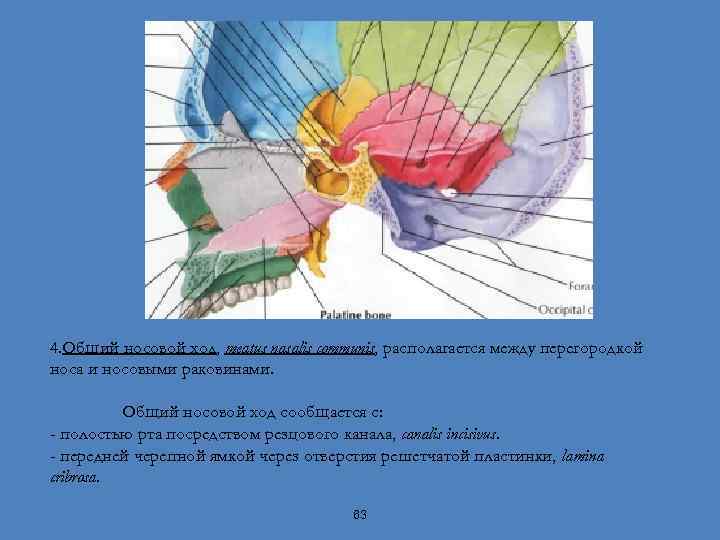 4. Общий носовой ход, meatus nasalis communis, располагается между перегородкой носа и носовыми раковинами.