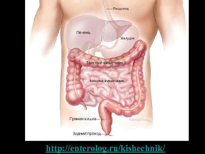 http: //enterolog. ru/kishechnik/ 