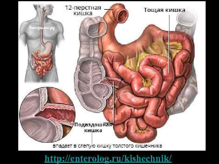 http: //enterolog. ru/kishechnik/ 