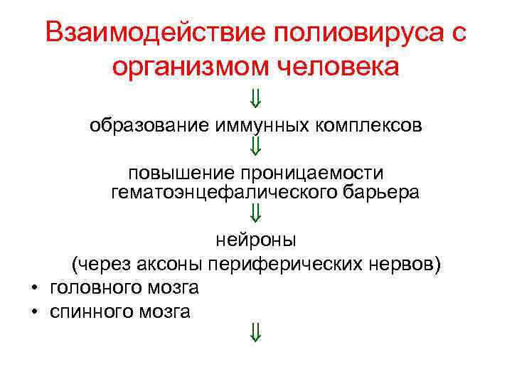 Взаимодействие полиовируса с организмом человека образование иммунных комплексов повышение проницаемости гематоэнцефалического барьера нейроны (через