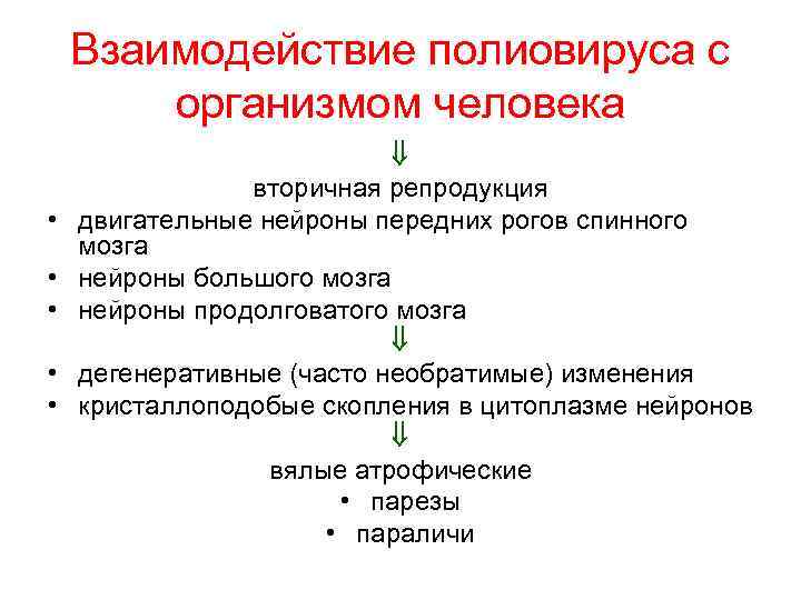 Взаимодействие полиовируса с организмом человека • • • вторичная репродукция двигательные нейроны передних рогов