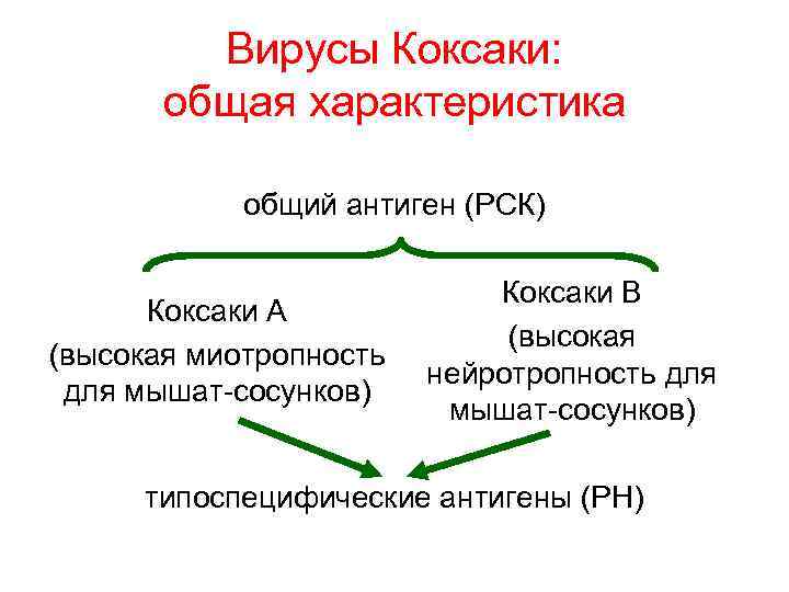 Вирусы Коксаки: общая характеристика общий антиген (РСК) Коксаки А (высокая миотропность для мышат-сосунков) Коксаки