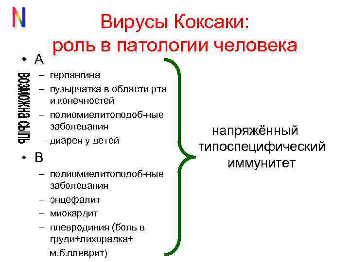  • А Вирусы Коксаки: роль в патологии человека – герпангина – пузырчатка в