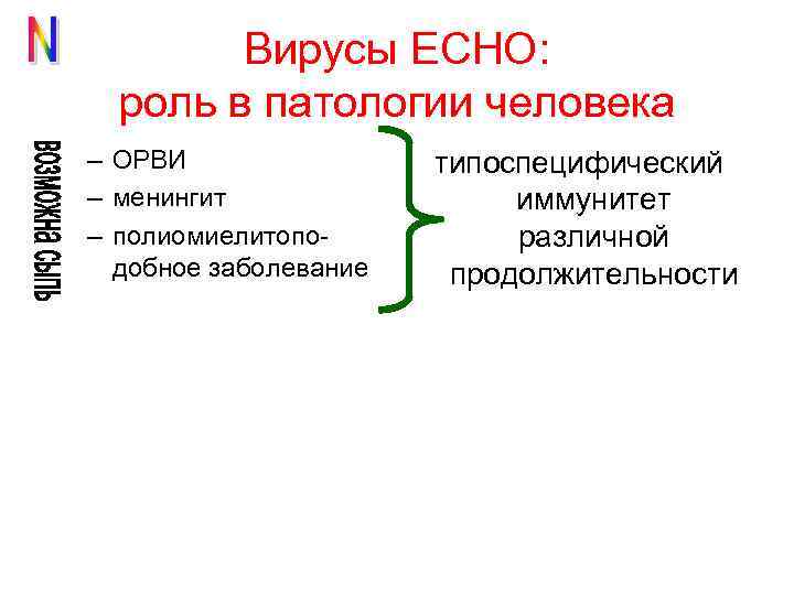 Вирусы ЕСНО: роль в патологии человека – ОРВИ – менингит – полиомиелитоподобное заболевание типоспецифический