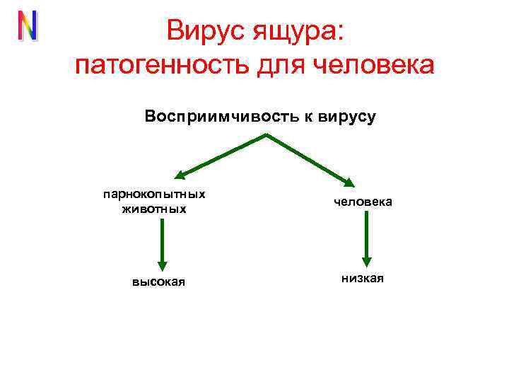 Вирус ящура: патогенность для человека Восприимчивость к вирусу парнокопытных животных высокая человека низкая 