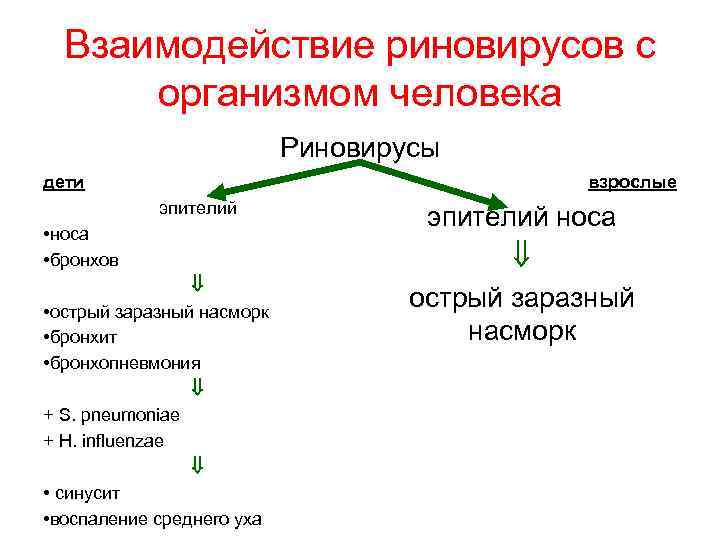 Взаимодействие риновирусов с организмом человека Риновирусы дети взрослые эпителий • носа • бронхов •