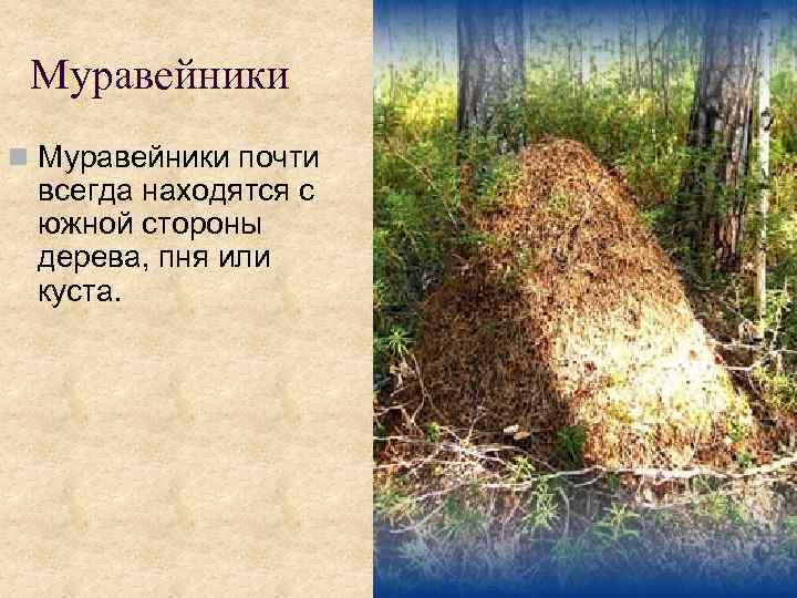Муравейники n Муравейники почти всегда находятся с южной стороны дерева, пня или куста. 