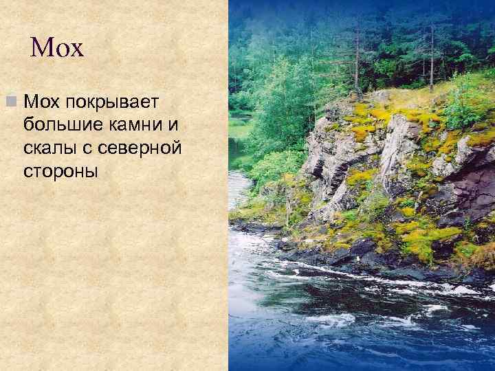 Мох n Мох покрывает большие камни и скалы с северной стороны 