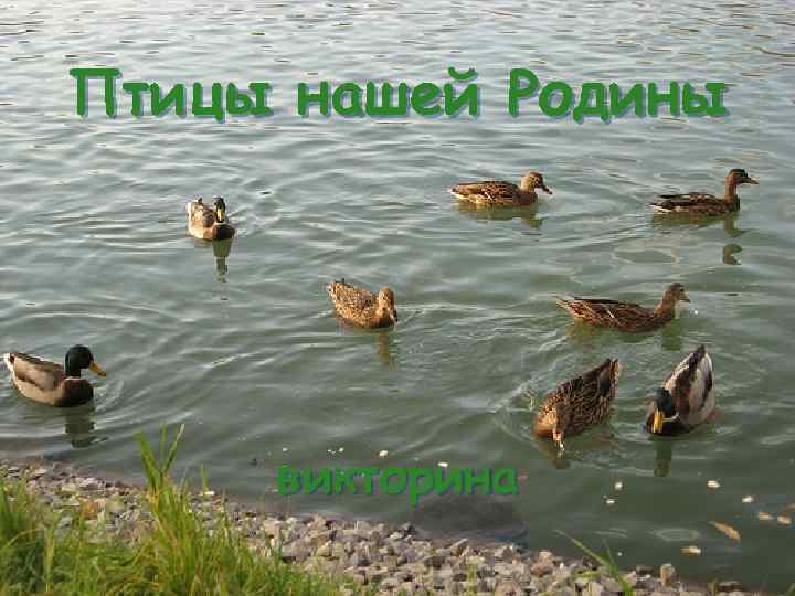 Птицы нашей Родины викторина 