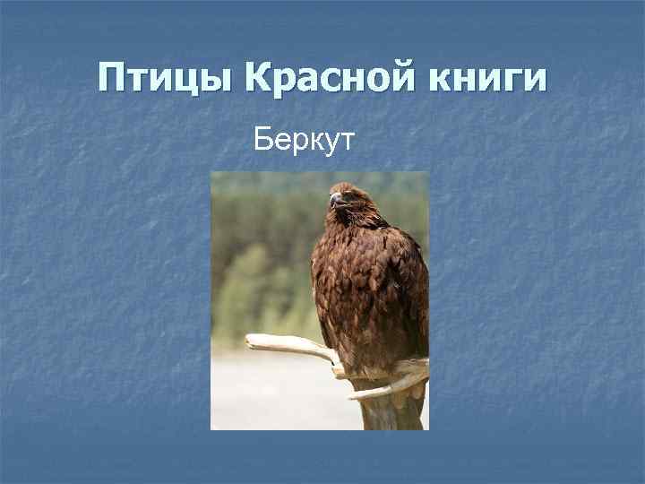 Птицы Красной книги Беркут 