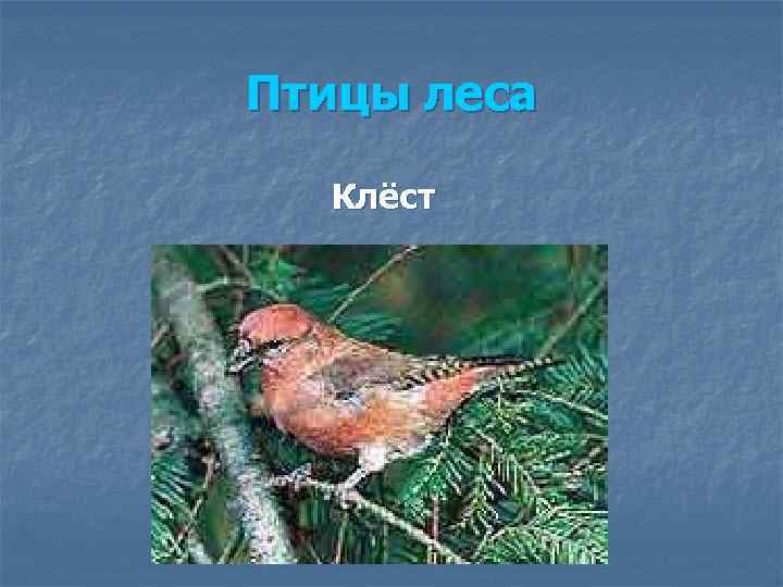Птицы леса Клёст 