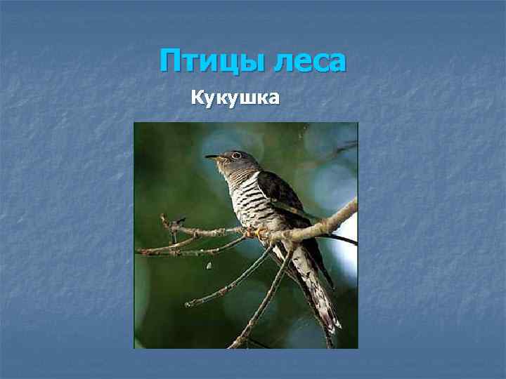 Птицы леса Кукушка 