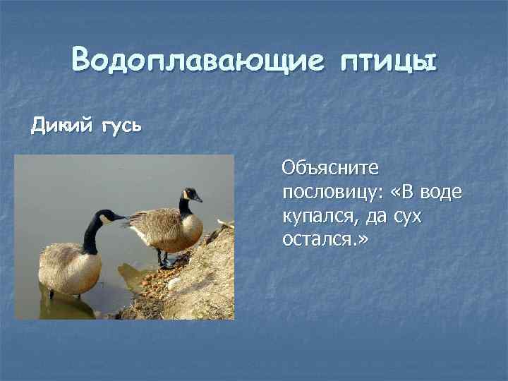 Водоплавающие птицы Дикий гусь Объясните пословицу: «В воде купался, да сух остался. » 