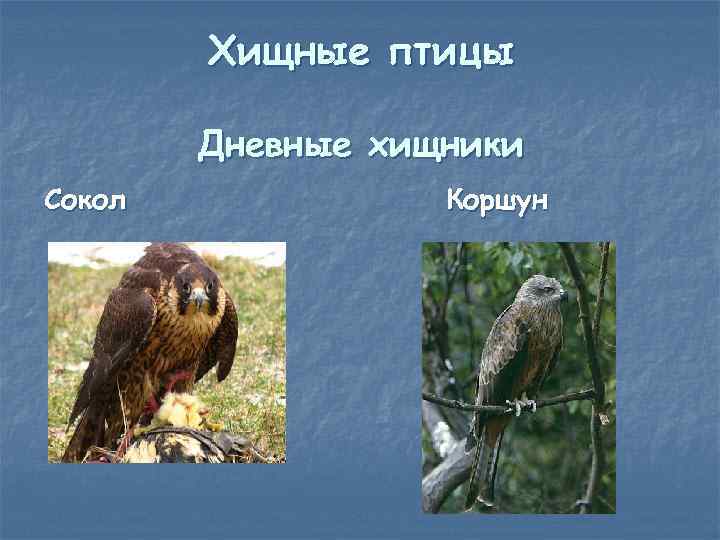 Хищные птицы Дневные хищники Сокол Коршун 