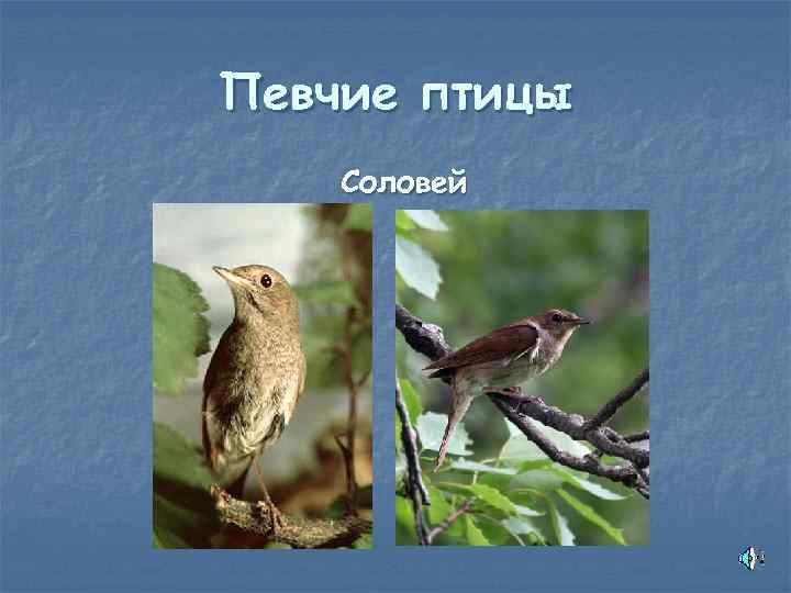 Певчие птицы Соловей 