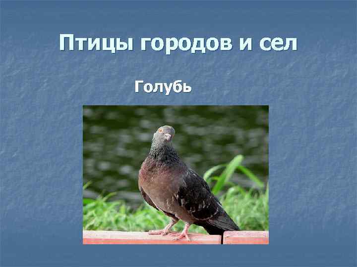 Птицы городов и сел Голубь 