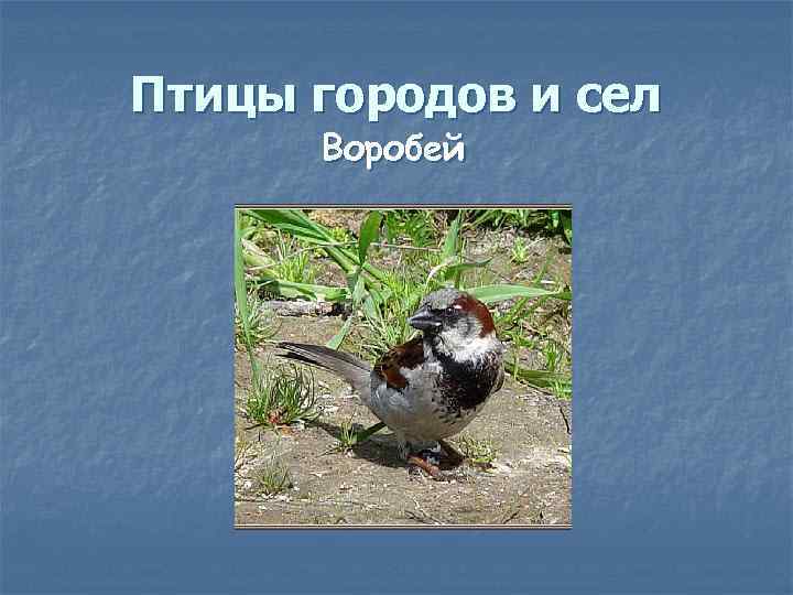 Птицы городов и сел Воробей 